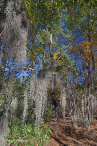 海洋混合落葉森林 — CEGL 007540 海洋混合落葉森林 — CEGL 007540