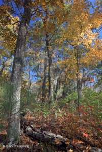 海洋混合落葉森林 — CEGL 007540 海洋混合落葉森林 — CEGL 007540