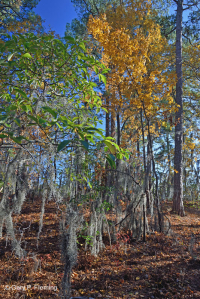 海洋混合落葉森林 — CEGL 007540 海洋混合落葉森林 — CEGL 007540