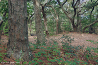 海上活橡樹森林 — CEGL 007027 海上活橡樹森林 — CEGL 007027