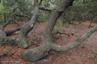 海上活橡樹森林 — CEGL 007027 海上活橡樹森林 — CEGL 007027