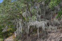 海上活橡樹森林 — CEGL 007027 海上活橡樹森林 — CEGL 007027