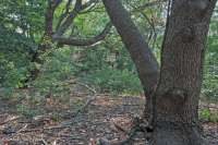 海岸火炬松 - 硬木森林 – CEGL 006040 海岸火炬松 - 硬木森林 – CEGL 006040