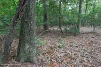 海岸火炬松 - 硬木森林 – CEGL 006040 海岸火炬松 - 硬木森林 – CEGL 006040