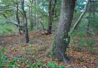 海岸火炬松 - 硬木森林 – CEGL 006040 海岸火炬松 - 硬木森林 – CEGL 006040