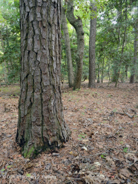 海岸火炬松 - 硬木森林 – CEGL 006040 海岸火炬松 - 硬木森林 – CEGL 006040