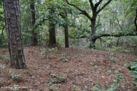 海岸火炬松 - 硬木森林 – CEGL 006040 海岸火炬松 - 硬木森林 – CEGL 006040