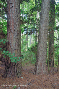 海岸火炬松 - 硬木森林 – CEGL 006040 海岸火炬松 - 硬木森林 – CEGL 006040