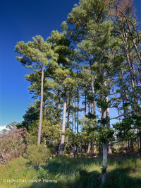海岸火炬松 - 硬木森林 – CEGL 006040 海岸火炬松 - 硬木森林 – CEGL 006040