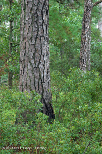 海岸火炬松 - 硬木森林 – CEGL 006040 海岸火炬松 - 硬木森林 – CEGL 006040
