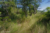 海上活橡樹森林 — CEGL 007027 海上活橡樹森林 — CEGL 007027