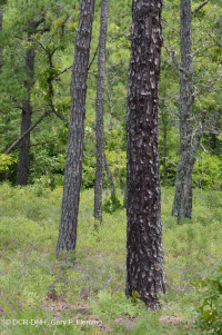 長葉松/磨砂橡木沙丘林地 > CEGL 003592 長葉松/磨砂橡木沙丘林地 > CEGL 003592