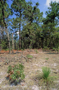 長葉松/磨砂橡木沙丘林地 > CEGL 003592 長葉松/磨砂橡木沙丘林地 > CEGL 003592