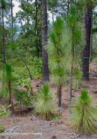 長葉松/磨砂橡木沙丘林地 > CEGL 003592 長葉松/磨砂橡木沙丘林地 > CEGL 003592