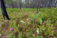 長葉松/磨砂橡木沙丘林地 > CEGL 003592 長葉松/磨砂橡木沙丘林地 > CEGL 003592