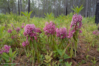 長葉松/磨砂橡木沙丘林地 > CEGL 003592 長葉松/磨砂橡木沙丘林地 > CEGL 003592