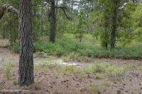 長葉松/磨砂橡木沙丘林地 > CEGL 003592 長葉松/磨砂橡木沙丘林地 > CEGL 003592