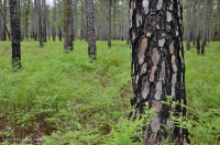 長葉松/磨砂橡木沙丘林地 > CEGL 003592 長葉松/磨砂橡木沙丘林地 > CEGL 003592