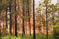 長葉松/磨砂橡木沙丘林地 > CEGL 003592 長葉松/磨砂橡木沙丘林地 > CEGL 003592