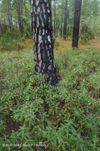 長葉松/磨砂橡木沙丘林地 > CEGL 003592 長葉松/磨砂橡木沙丘林地 > CEGL 003592