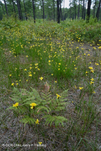 長葉松/磨砂橡木沙丘林地 > CEGL 003592 長葉松/磨砂橡木沙丘林地 > CEGL 003592