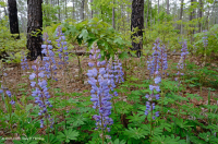 洛布洛利松/磨砂橡木沙丘林地 洛布洛利松/磨砂橡木沙丘林地