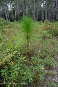 長葉松/磨砂橡木沙丘林地 > CEGL 003592 長葉松/磨砂橡木沙丘林地 > CEGL 003592