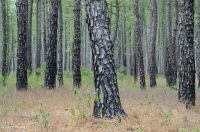 長葉松/磨砂橡木沙丘林地 > CEGL 003592 長葉松/磨砂橡木沙丘林地 > CEGL 003592