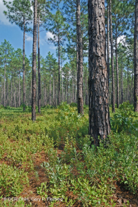 長葉松/磨砂橡木沙丘林地 > CEGL 003592 長葉松/磨砂橡木沙丘林地 > CEGL 003592