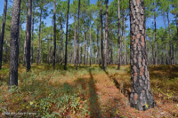 長葉松/磨砂橡木沙丘林地 > CEGL 003592 長葉松/磨砂橡木沙丘林地 > CEGL 003592