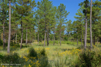 洛布洛利松/磨砂橡木沙丘林地 洛布洛利松/磨砂橡木沙丘林地