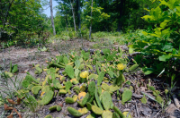 海岸平原希里克河流露台森林地 ~ CEGL 006354 海岸平原希里克河流露台森林地 ~ CEGL 006354