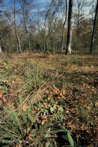 海岸平原希里克河流露台森林地 ~ CEGL 006354 海岸平原希里克河流露台森林地 ~ CEGL 006354