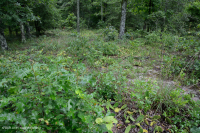 海岸平原希里克河流露台森林地 ~ CEGL 006354 海岸平原希里克河流露台森林地 ~ CEGL 006354