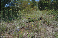 海岸平原希里克河流露台森林地-CEGL 006354 海岸平原希里克河流露台森林地-CEGL 006354