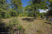 海岸平原希里克河流露台森林地-CEGL 006354 海岸平原希里克河流露台森林地-CEGL 006354