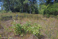 海岸平原希里克河流露台森林地-CEGL 006354 海岸平原希里克河流露台森林地-CEGL 006354