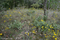 海岸平原希里克河流露台森林地-CEGL 006354 海岸平原希里克河流露台森林地-CEGL 006354