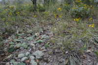 海岸平原希里克河流露台森林地-CEGL 006354 海岸平原希里克河流露台森林地-CEGL 006354