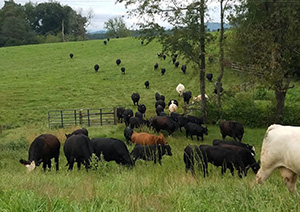 洛克蘭茲基金會