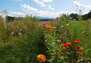 賈斯汀和克里斯蒂·施密特