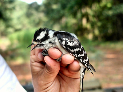 Female Downy Woodpecker 雌性羽毛雀