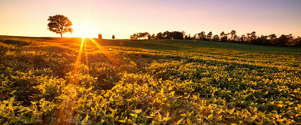 卡爾佩珀戰場州立公園