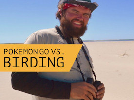 艾莉森·奧卡特鳥觀鳥