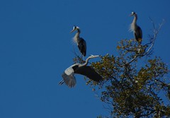 Great Blue Herons